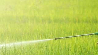 Glyphosate-based Weedkillers May Harm Key Species: Study